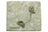 Fossil Crinoid (Agaricocrinus) & Brachiopod - Crawfordsville #269729-1